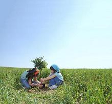 planting tree